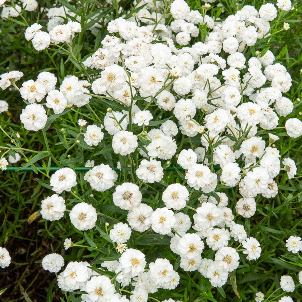 Duizendblad The Pearl - Achillea ptarmica The Pearl - Bakker