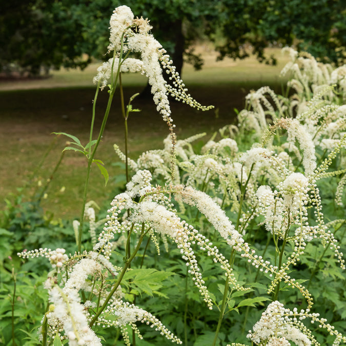Actaea racemosa - Zilverkaars