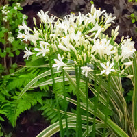 Afrikaanse lelie 'Albus' - Agapanthus africanus albus - Bakker