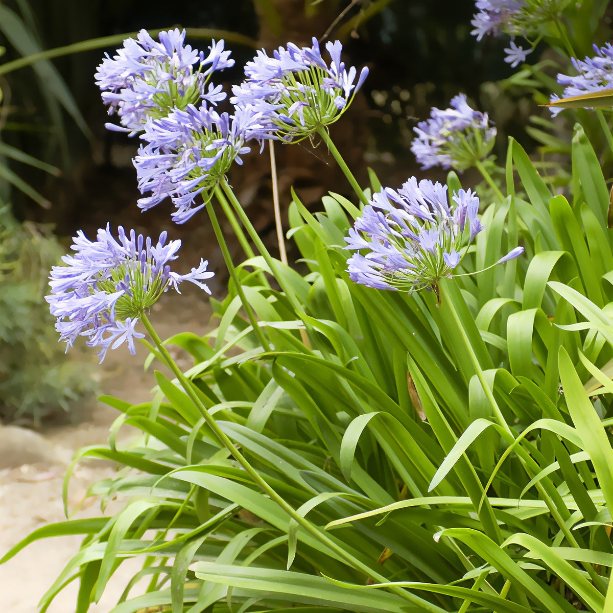 Afrikaanse lelie - Agapanthus africanus - Bakker