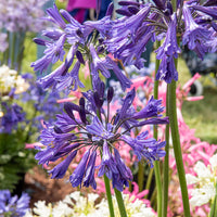 Agapanthus Black Pantha - Afrikaanse lelie 'Black Pantha' - Bloeiende vaste planten