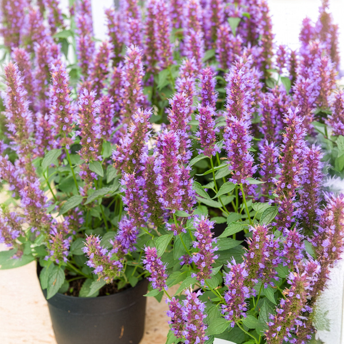 Verkoop Dropplant Beelicious Purple - Agastache Agapd Beelicious® Purple