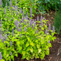 Agastache rugosa Golden Jubilee - Dropplant Golden Jubilee - Agastache