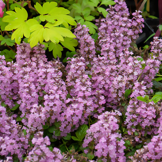 Kruipend zenegroen - roze - Bakker