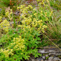 Alchemilla alpina - Alpiene vrouwenmantel - Alchemilla - Vrouwenmantel