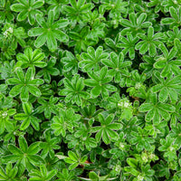 Alpiene vrouwenmantel - Alchemilla alpina - Bakker