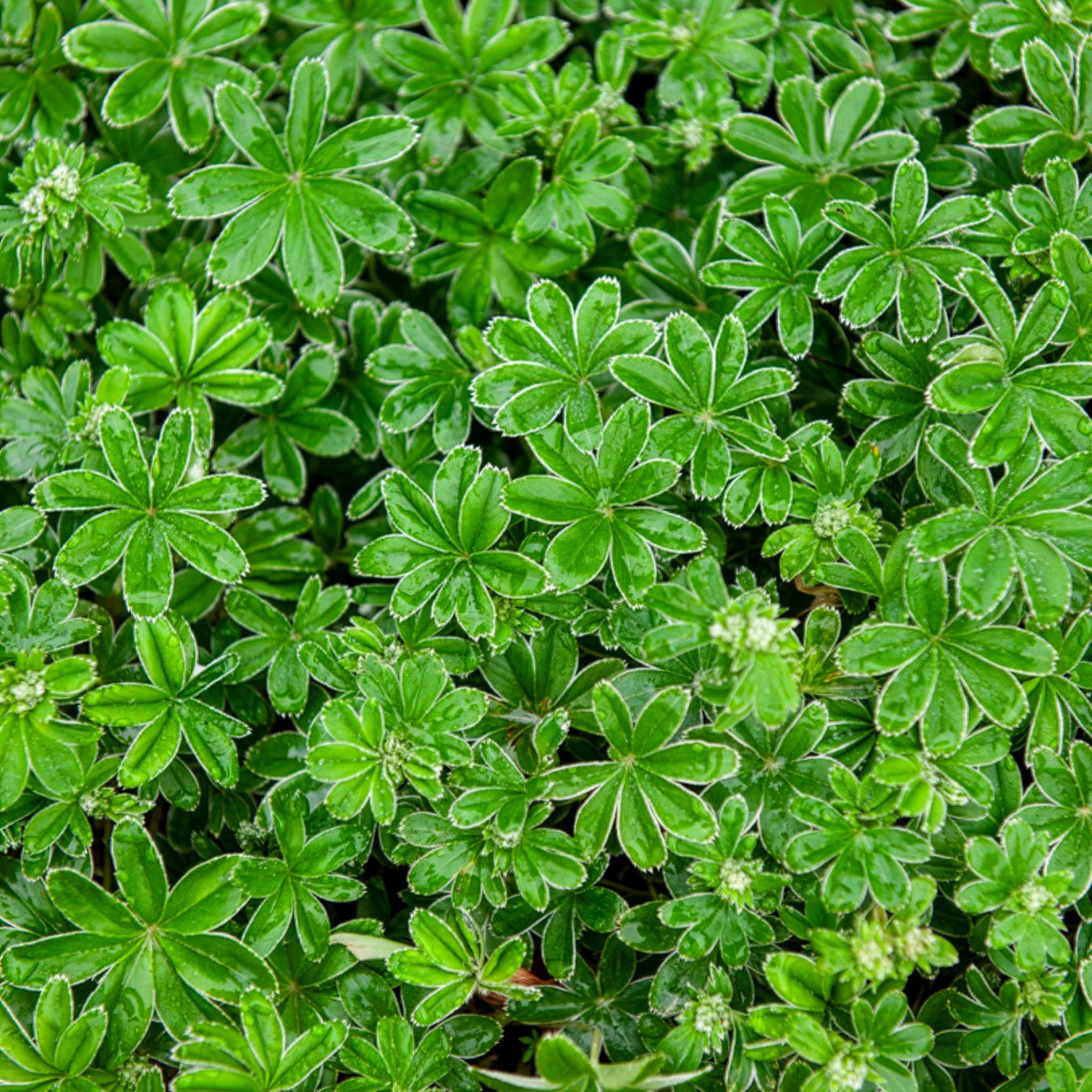 Alpiene vrouwenmantel - Alchemilla alpina - Bakker