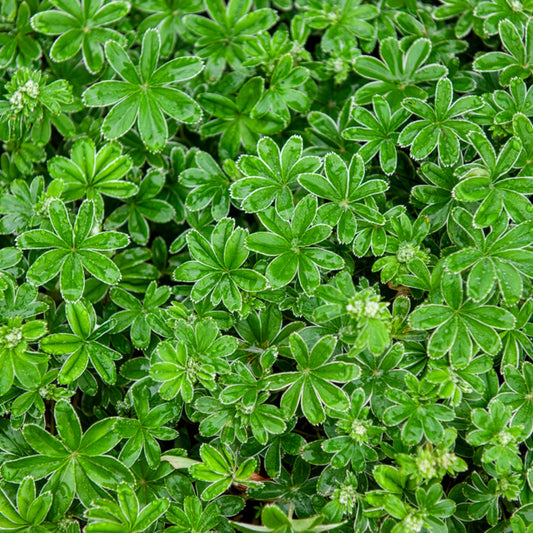 Alpiene vrouwenmantel - Bakker