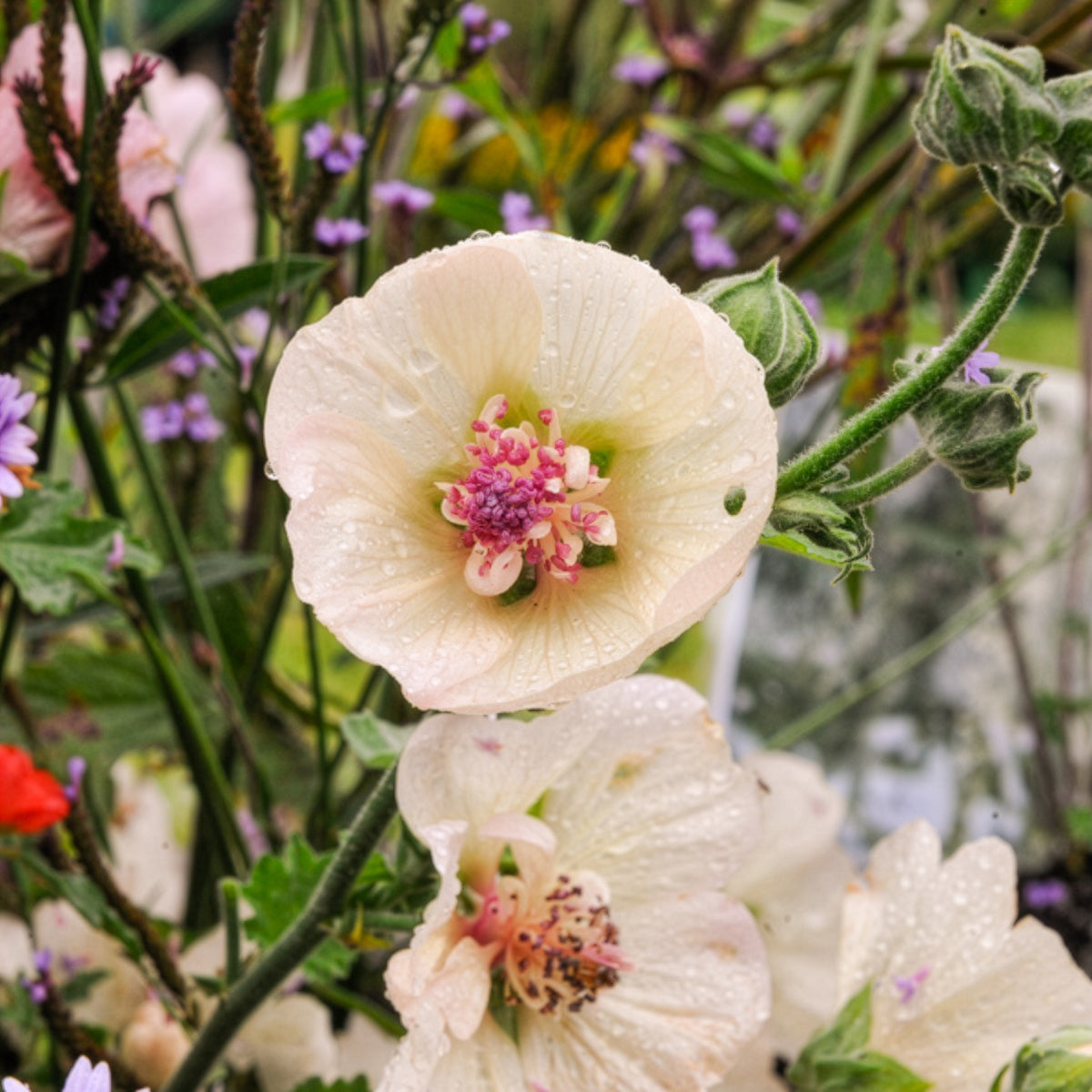 Stokroos vivace Parkallee - Bakker