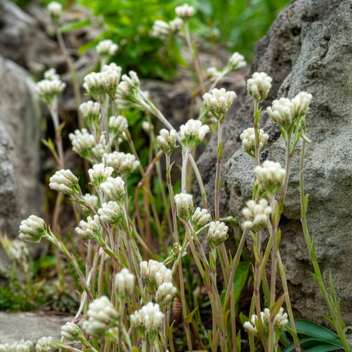 Rozenkransje Borealis - Antennaria dioica var. borealis - Bakker