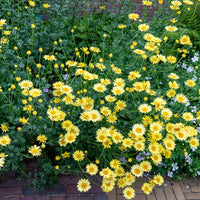 Anthemis x hybrida E.C. Buxton - Verfkamille  E.C. Buxton - Schijfkamille