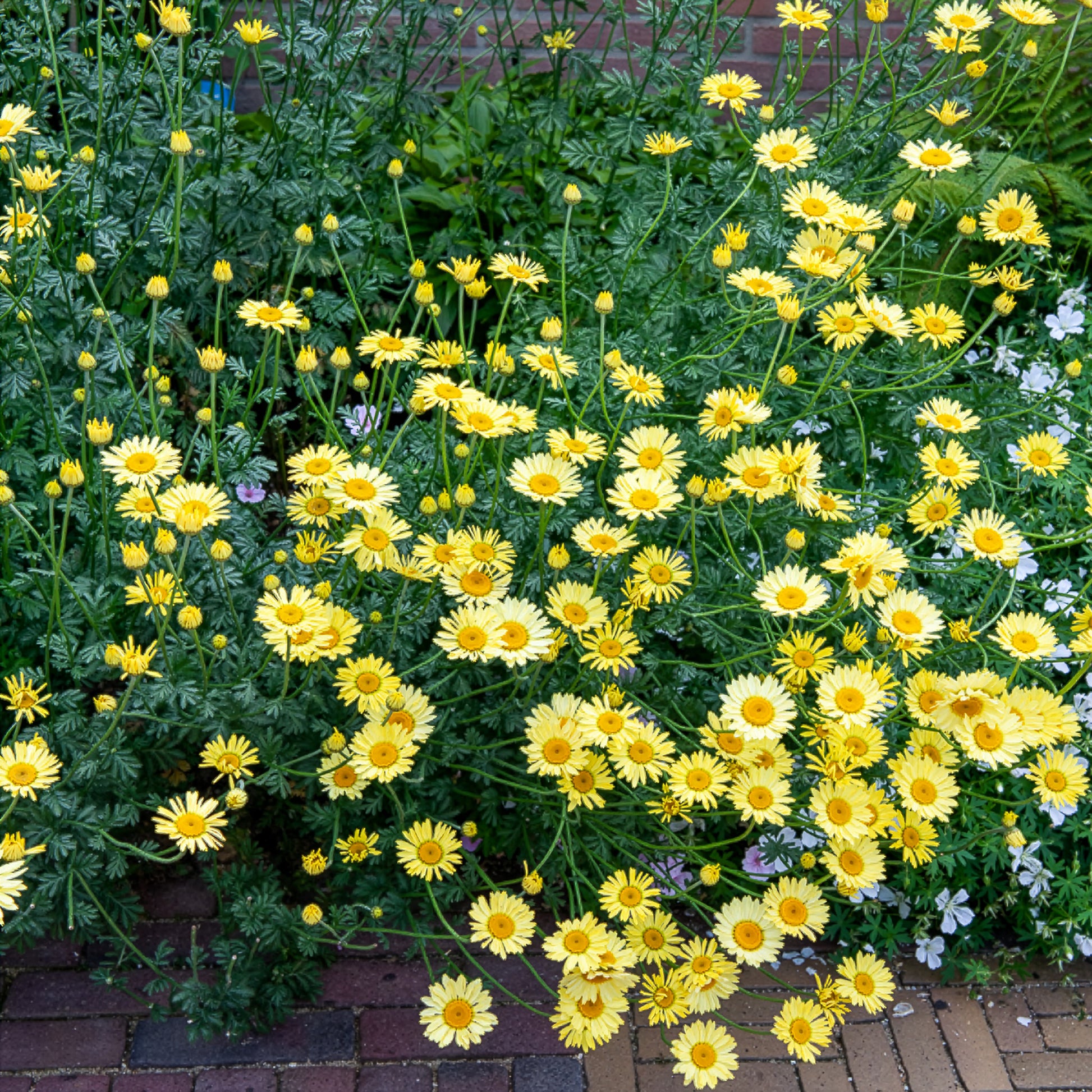 Anthemis x hybrida E.C. Buxton - Verfkamille  E.C. Buxton - Schijfkamille