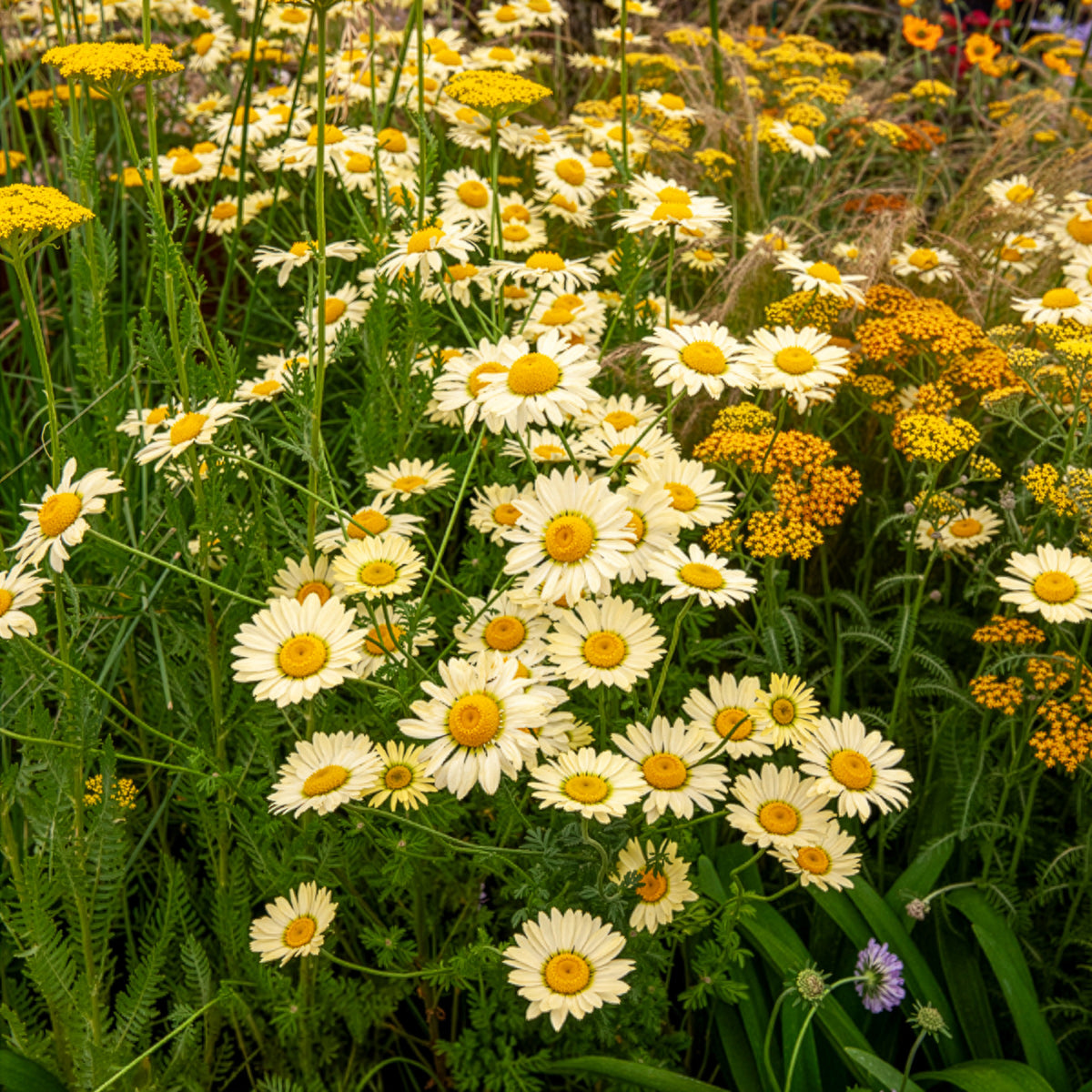Verfkamille  E.C. Buxton - Anthemis x hybrida E.C. Buxton - Bakker