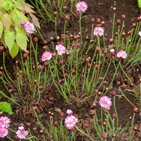 Engels gras Rosea - Armeria maritima Rosea Compacta - Bakker