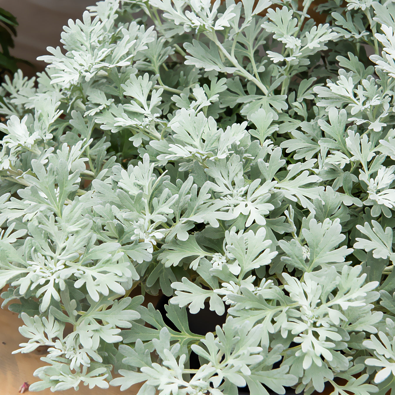 Alsem Broughton Silver - Artemisia stelleriana boughton silver - Bakker