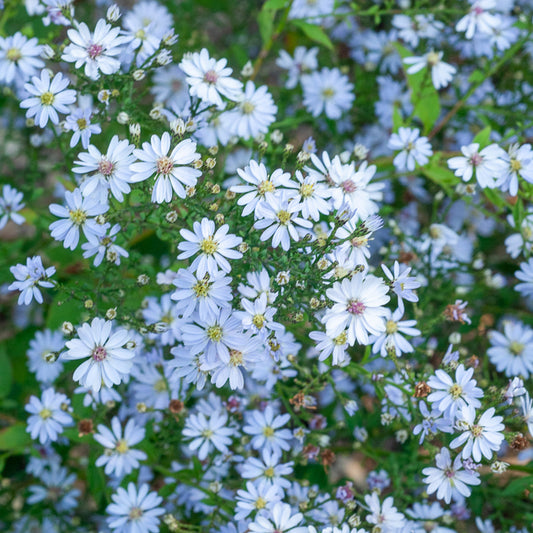 Aster Ideal - Bakker