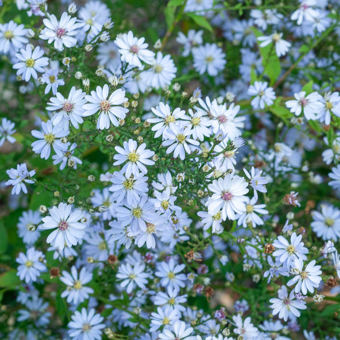 Aster Ideal - Bakker