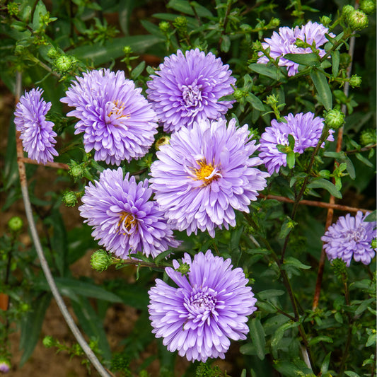 Aster Nouvelle-Belgique Marie Ballard - Bakker