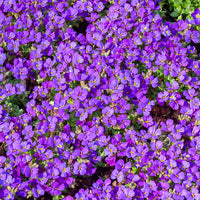 Randjesbloem / Blauwkussen Hamburger Stadtpark - Aubrieta Hamburger Stadtpark - Bakker