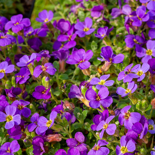 Randjesbloem / Blauwkussen Hamburger Stadtpark (x3)