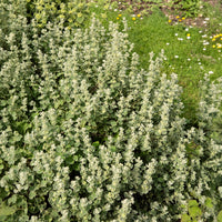 Valse vuurwerkplant - Bakker