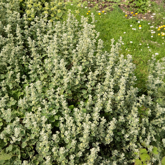 Valse vuurwerkplant - Bakker