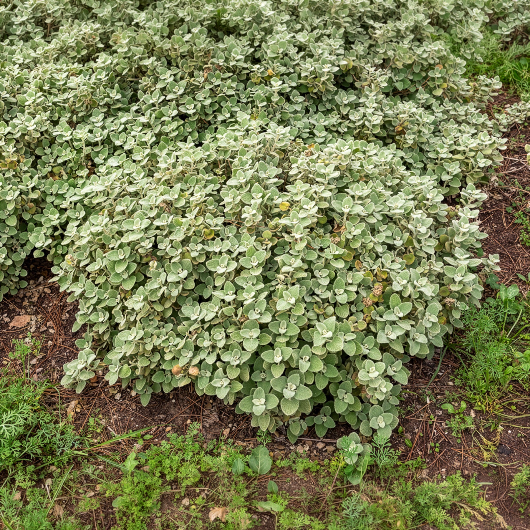 Valse vuurwerkplant - Ballota pseudodictamnus - Bakker
