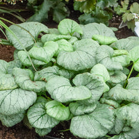 Kaukasische vergeet-mij-niet Looking Glass - Brunnera macrophylla Looking Glass - Bakker