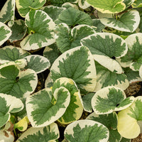 Kaukasische vergeet-mij-niet panaché - Brunnera macrophylla Variegata - Bakker