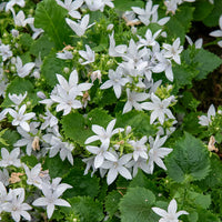 Kruipklokje 'E.H. Frost' (x3) - Campanula poscharskyana e.h. frost - Bakker