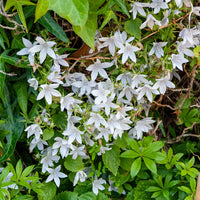 Campanula poscharskyana e.h. frost - Kruipklokje 'E.H. Frost' (x3) - Bloeiende vaste planten
