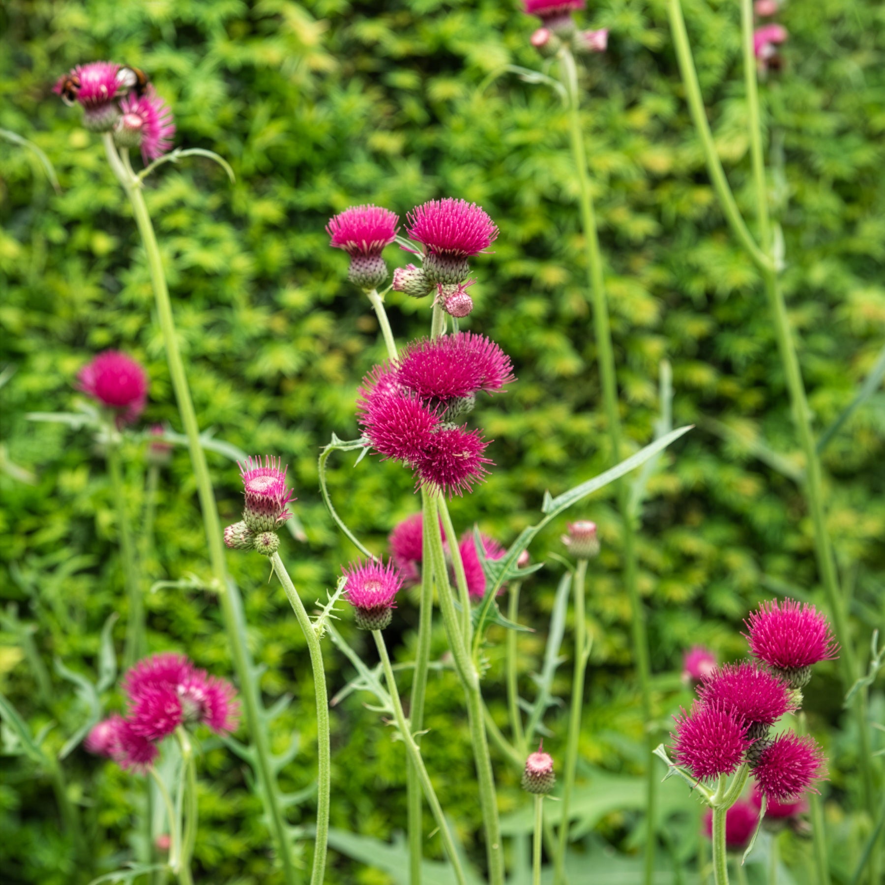 Verkoop Vederdistel - Cirsium rivulare atropurpureum