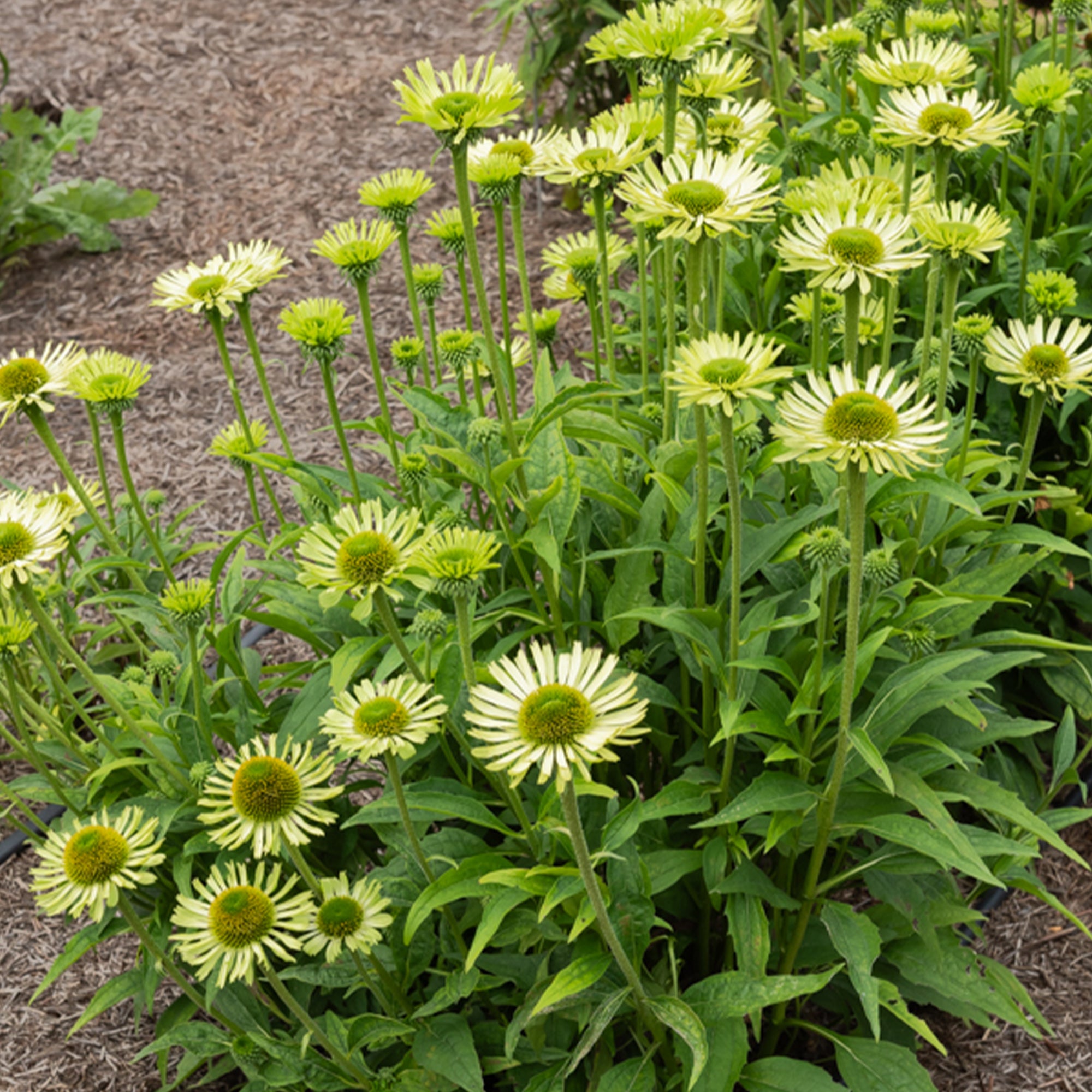 Zonnehoed 'Funky Yellow' - Echinacea purpurea funky yellow