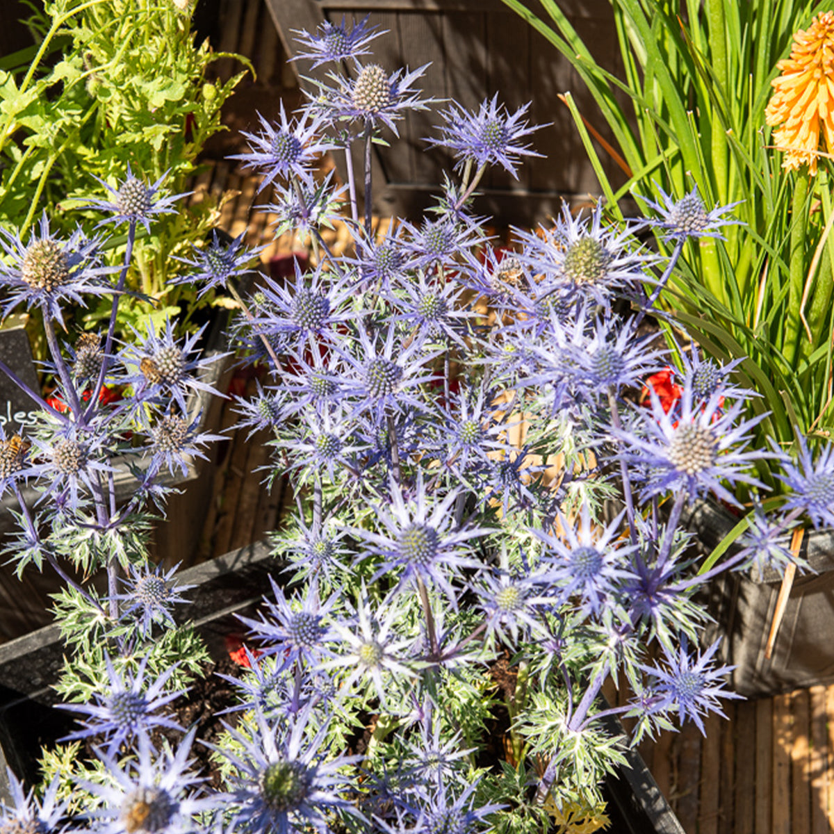Blauwe zeedistel 'Lapis Blue' - Bakker
