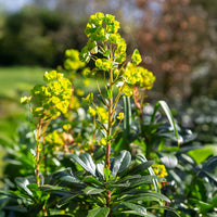 Verkoop Wolfsmelk Mrs. Robb - Euphorbia amygdaloides subsp. robbiae