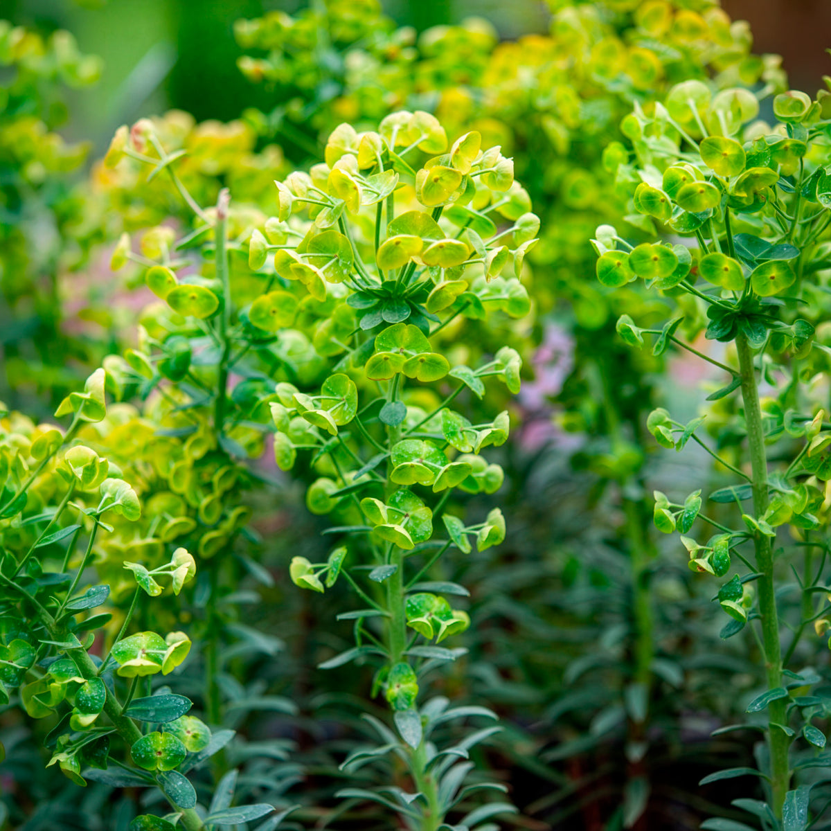 Euphorbia characias blue wonder - Wolfsmelk Blue Wonder - Wolfsmelk
