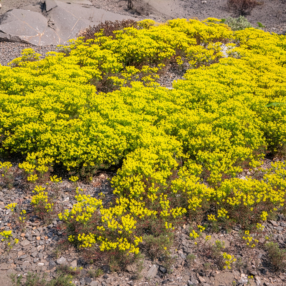 Wolfsmelk Clarice Howard - Euphorbia cyparissias clarice howard - Bakker
