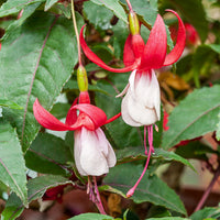 Bellenplant Mix 'Madame Cornelissen' + 'Brilliant' (x3) - Fuchsia Mme Cornelissen,  Brilliant - Bakker