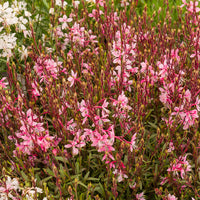 Prachtkaars Cherry Brandy - Gaura lindheimeri Cherry Brandy - Bakker