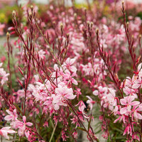 Prachtkaars Cherry Brandy - Bakker