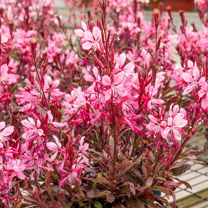 Prachtkaars 'Crimson Butterflies' - Gaura lindheimeri Crimson Butterflies - Bakker