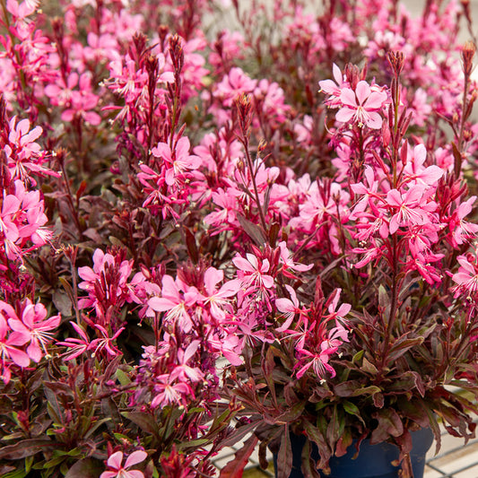 Prachtkaars 'Crimson Butterflies'