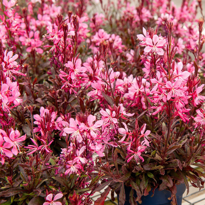 Prachtkaars 'Crimson Butterflies' - Bakker