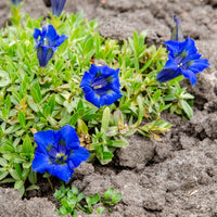 Bloeiende vaste planten - Stengelloze gentiaan - Gentiana acaulis