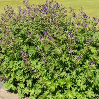 Ooievaarsbek - Geranium phaeum - Bakker