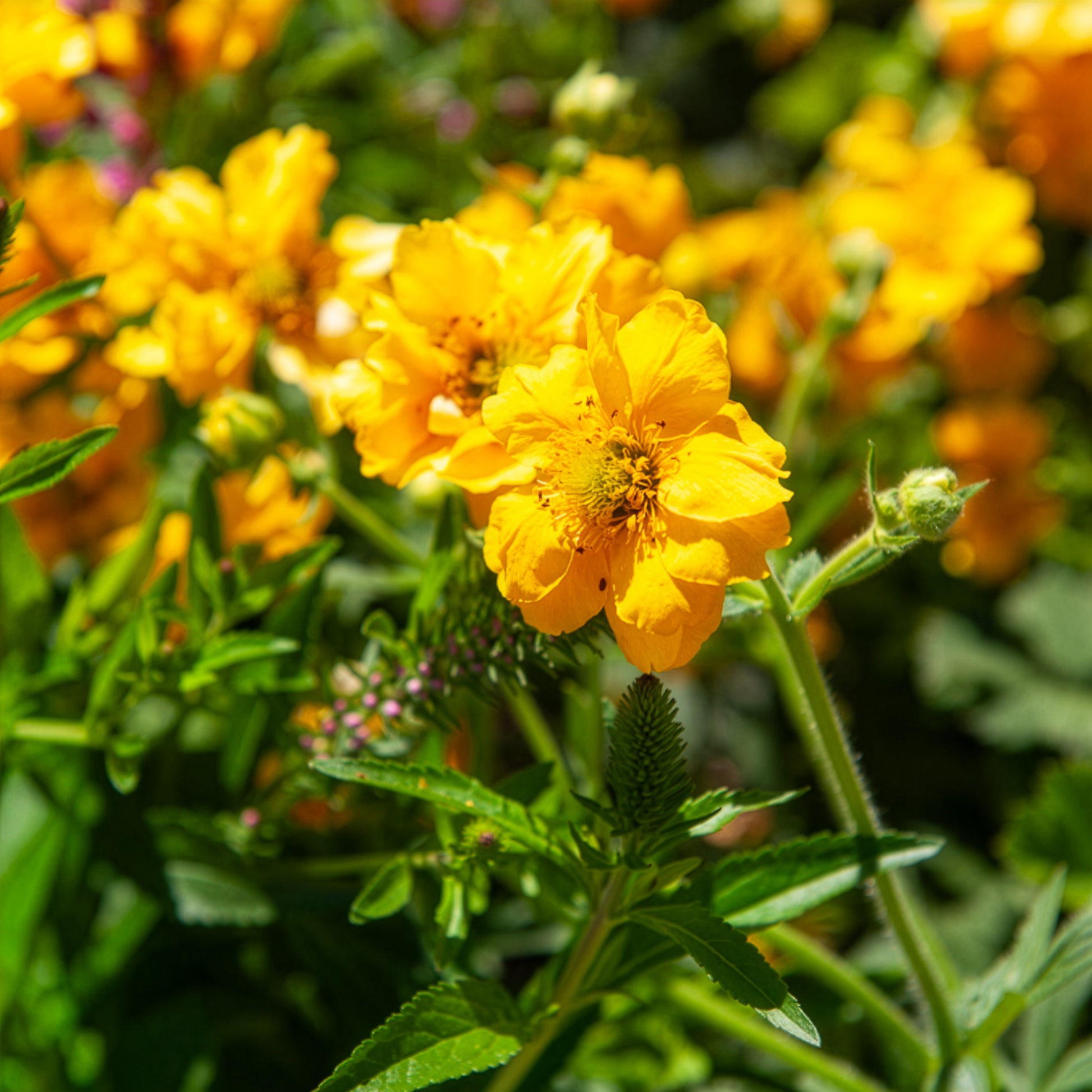 Geum chiloense Lady Stratheden - Nagelkruid Lady Stratheden - Geum