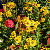 Zonnekruid Kanaria - Helenium kanaria - Bakker