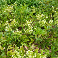 Kerstroos Stern - Helleborus sternii - Bakker