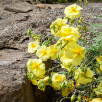 Helianthemum Wisley Primrose - Zonneroosje Wisley Primrose - Helianthemum