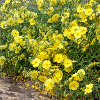 Helianthemum - Zonneroosje Wisley Primrose - Helianthemum Wisley Primrose